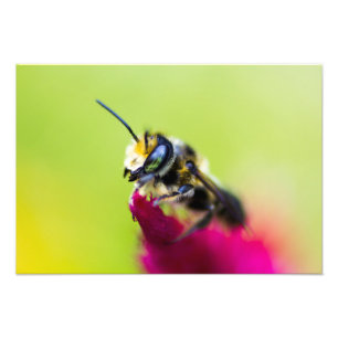 Bee on celosia flower photo print