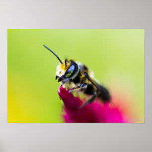 Bee on celosia flower poster