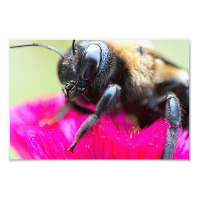 Bee on Celosia, Ohio Photo Print (Front)