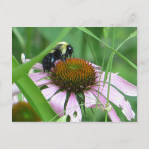 Bee On Cone Flower Postcard
