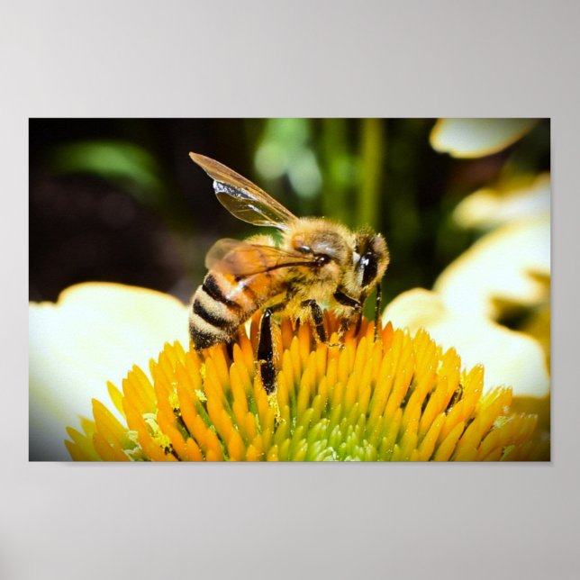 Bee on Coneflower, Poster (Front)