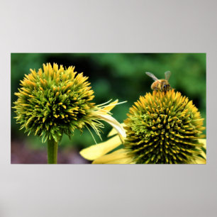 Bee on Coneflower Poster