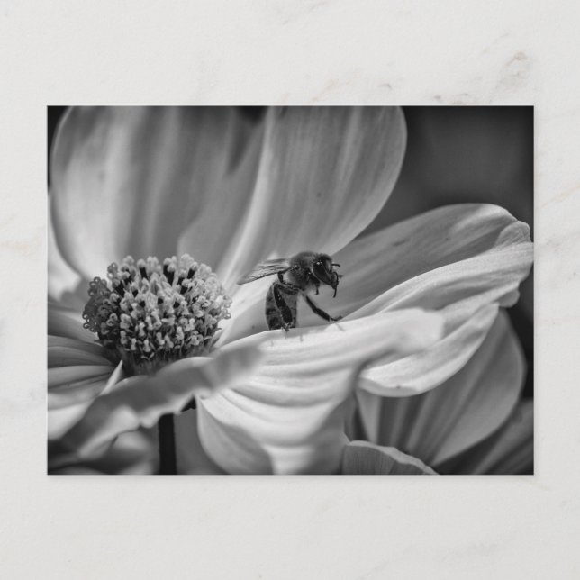 Bee on Cosmo Flower – Postcard (Front)