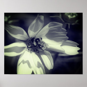Bee On Cosmos Flower Black And White  Poster