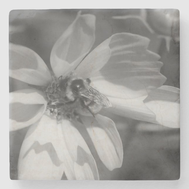 Bee On Cosmos Flower In Black And White Stone Coaster (Front)