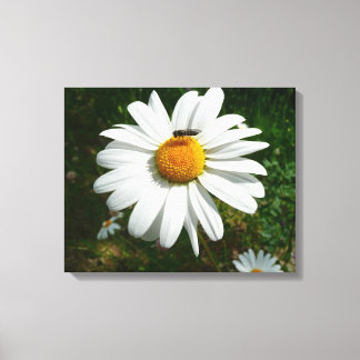 Bee on Daisy Alaskan Summer Nature Photo Canvas Print