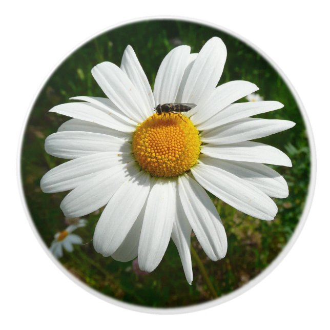 Bee on Daisy Alaskan Summer Nature Photo Ceramic Knob (Front)