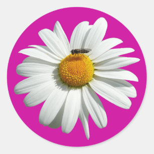 Bee on Daisy Alaskan Summer Nature Photo Classic Round Sticker