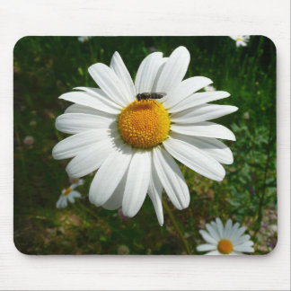 Bee on Daisy Alaskan Summer Nature Photo Mouse Pad