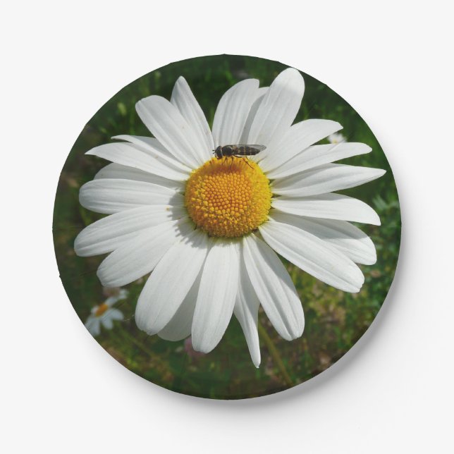 Bee on Daisy Alaskan Summer Nature Photo Paper Plate (Front)