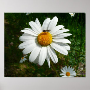 Bee on Daisy Alaskan Summer Nature Photo Poster