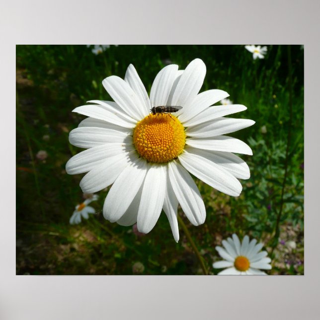 Bee on Daisy Alaskan Summer Nature Photo Poster (Front)
