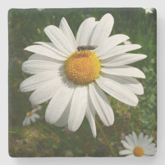Bee on Daisy Alaskan Summer Nature Photo Stone Coaster