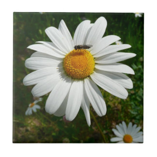 Bee on Daisy Alaskan Summer Nature Photo Tile