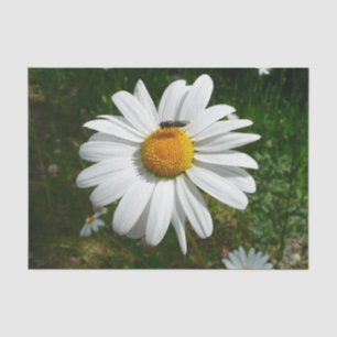 Bee on Daisy Alaskan Summer Nature Photo Tissue Paper