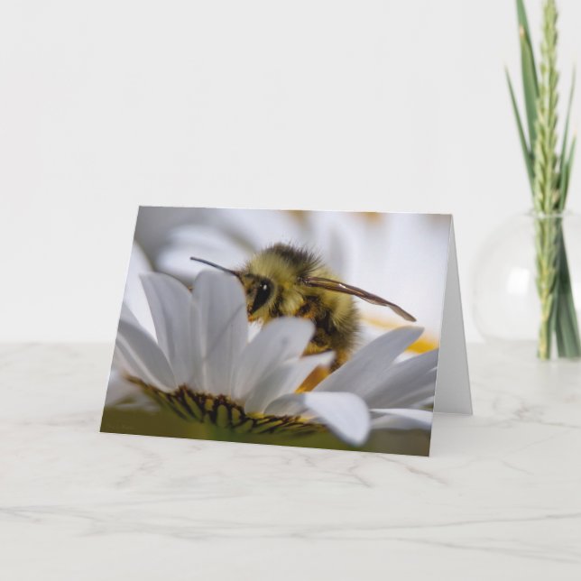 Bee On Daisy - Beautiful Daisy  Thank You Card (Front)