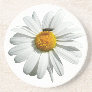 Bee on Daisy Cute Floral Coaster