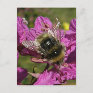 Bee on Fireweed, Unalaska Island Postcard