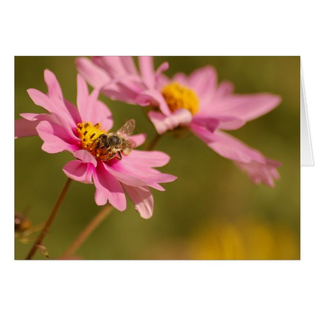Bee on Flower (Front Horizontal)
