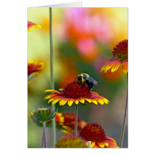 Bee on Gaillardia (Front)