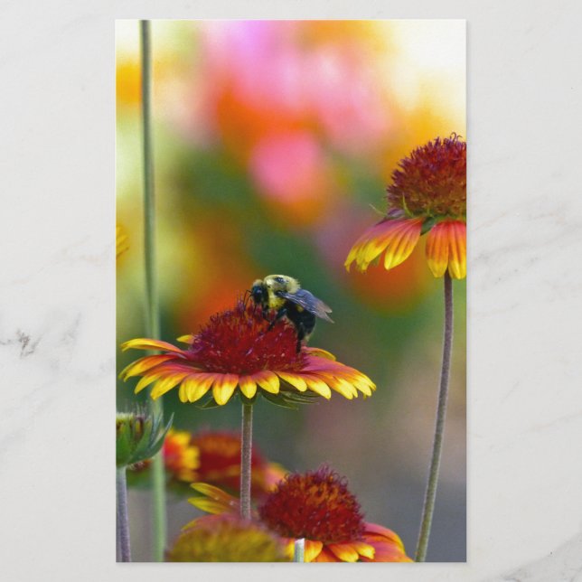 Bee on Gaillardia Stationery (Front)