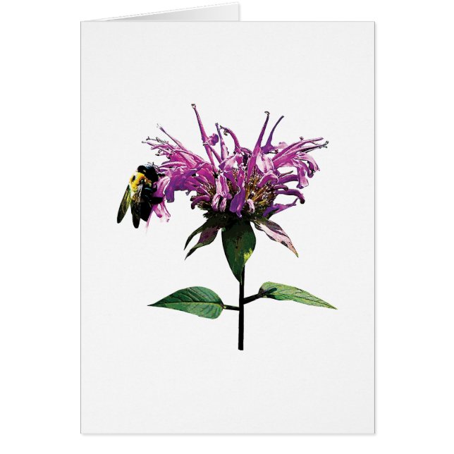 Bee on Lavender Bee Balm (Front)
