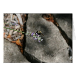 "bee on lavender" by Larry Coressel
