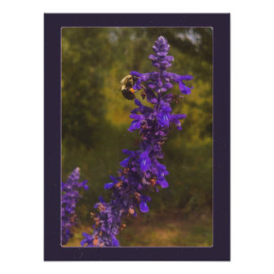 bee on lavender  photo print