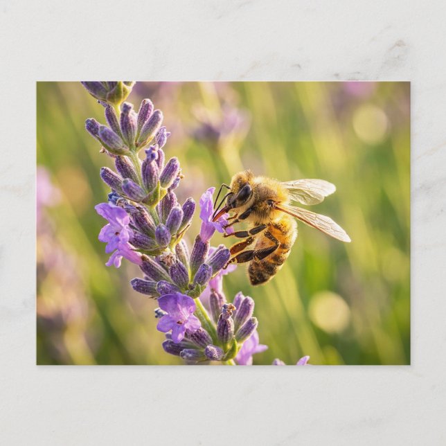 Bee on Lavender Postcard (Front)