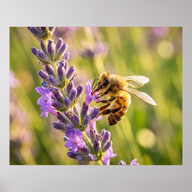 Bee on Lavender Poster (Front)