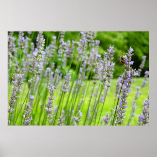 Bee on Lavender Summer Floral Poster