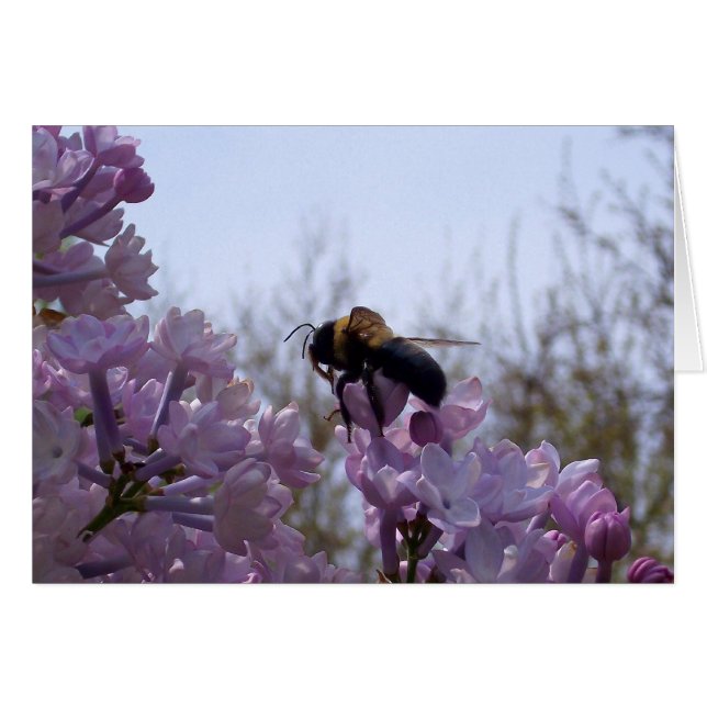 Bee on lilac (Front Horizontal)