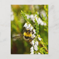 Bee on Lucky White Heather