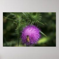 Bee on Milk Thistle Poster
