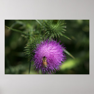Bee on Milk Thistle Poster