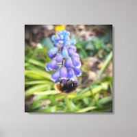 Bee on Muscari Armeniacum , Grape Hyacinth