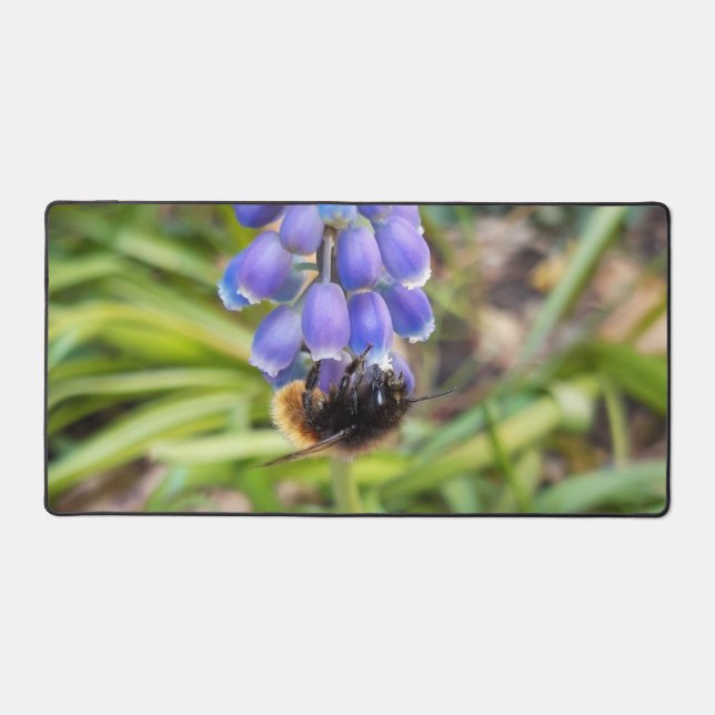 Bee on Muscari Armeniacum , Grape Hyacinth Desk Mat (Front)