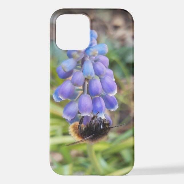 Bee on Muscari Armeniacum , Grape Hyacinth iPhone Case (Back)