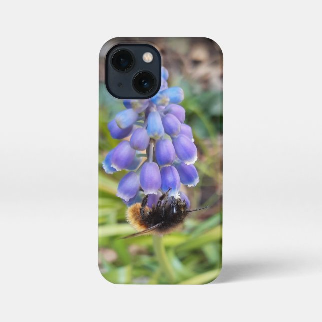 Bee on Muscari Armeniacum , Grape Hyacinth iPhone Case (Back)