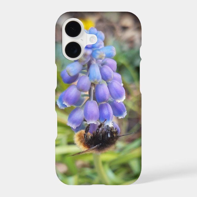 Bee on Muscari Armeniacum , Grape Hyacinth iPhone Case (Back)