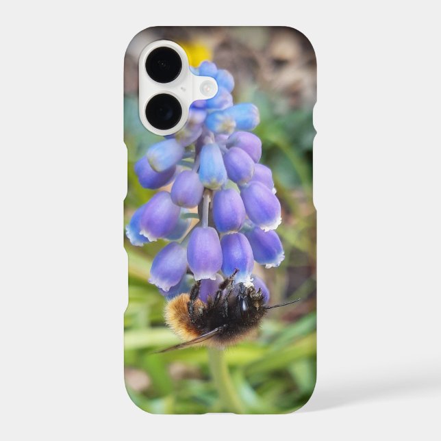 Bee on Muscari Armeniacum , Grape Hyacinth iPhone Case (Back)