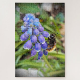 Bee on Muscari Armeniacum , Grape Hyacinth Jigsaw Puzzle