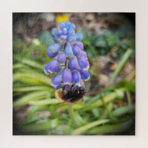 Bee on Muscari Armeniacum , Grape Hyacinth Jigsaw Puzzle