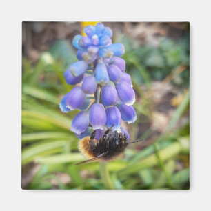 Bee on Muscari Armeniacum , Grape Hyacinth Magnet
