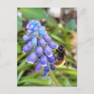 Bee on Muscari Armeniacum , Grape Hyacinth Postcard