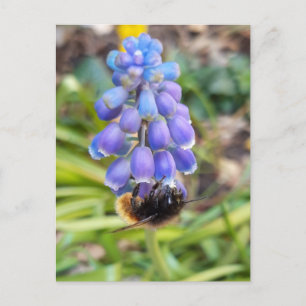 Bee on Muscari Armeniacum , Grape Hyacinth Postcard