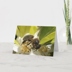 Bee on Orange Blossom Card