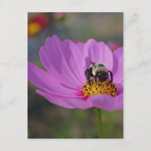 Bee On Pink Cosmos Flower Nature Postcard