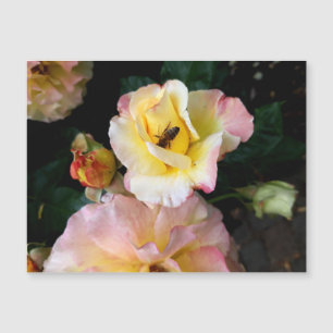 Bee on Pink Yellow Roses Flowers