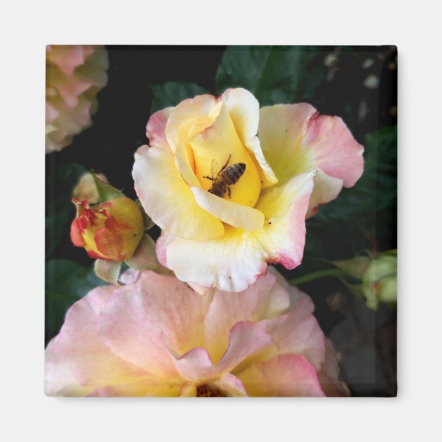  Bee on Pink Yellow Roses Flowers Magnet (Front)
